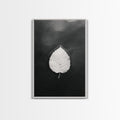 Floating Leaf, Still Water, Autumn Calm, Canvas Print