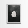Floating Leaf, Still Water, Autumn Calm, Canvas Print